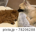 トイプードルとポメラニアンの子犬達が寝ている様子 78206288