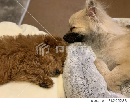 トイプードルとポメラニアンの子犬達が寝ている様子 78206288