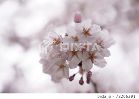 大型花弁のオオヤマザクラ 大型花弁のオオヤマザクラ 78206291