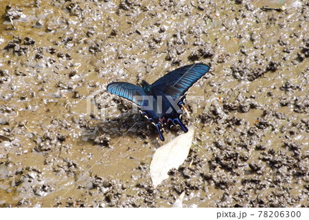 泥地で吸水するカラスアゲハ 泥地で吸水するカラスアゲハ 78206300