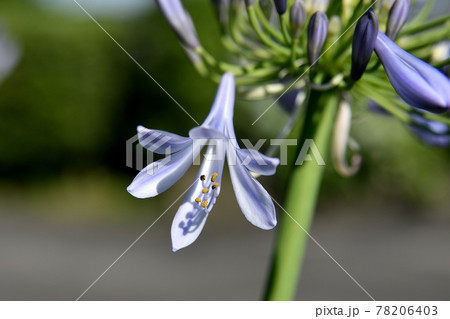 アガパンサスの花 アガパンサスの花 78206403