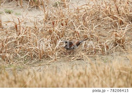 地面を歩いて餌を探すムクドリ 78206415