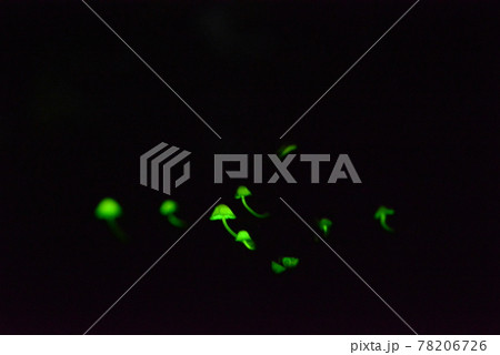 シイノトモシビタケ　光るキノコ　キノコ 78206726