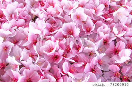 一面に敷きつめられた桜の花 78206916