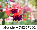赤紫のフクシア 78207102