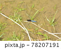 トンボ　昆虫　田んぼ 78207191
