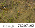 イトトンボ　トンボ　昆虫　田んぼ 78207192