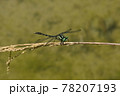 トンボ　昆虫　田んぼ 78207193