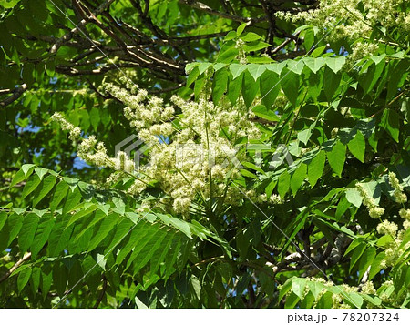 満開となった「ニワウルシ」の雄花 満開となった「ニワウルシ」の雄花 78207324
