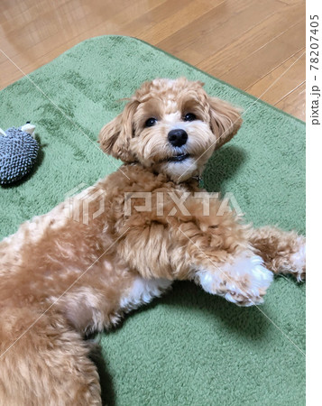 何かをやらかしてしまいラグで横になってるミックス犬(マルプー) 78207405