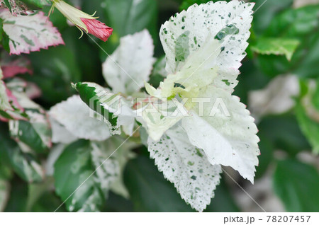 Chinese rose, hibiscus or Hibiscus Rosa-Sinensis Variegata 78207457
