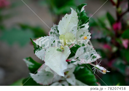Chinese rose, hibiscus or Hibiscus Rosa-Sinensis Variegata 78207458