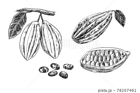 カカオの線画イラスト カカオの線画イラスト 78207461