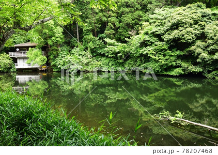 鎌倉市 散在ガ池森林公園(鎌倉湖)の散在ガ池と新緑 鎌倉市 散在ガ池森林公園(鎌倉湖)の散在ガ池と新緑 78207468