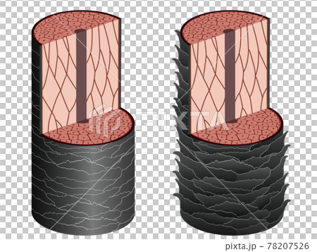 頭髮橫截面機制 78207526