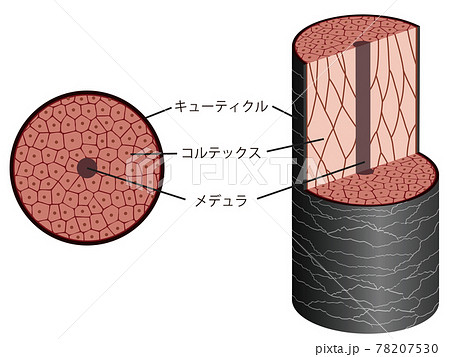 髪の毛 断面 仕組みのイラスト素材