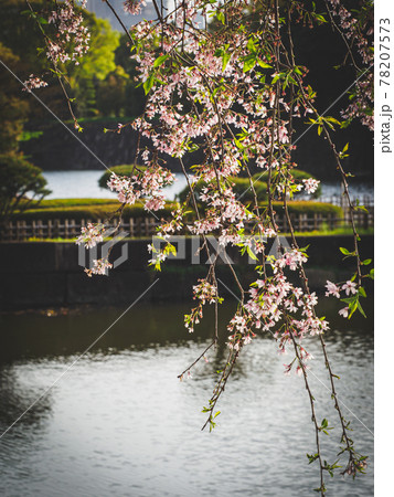 水辺に花咲く春の桜 78207573