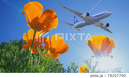 花の上空を飛ぶ飛行機の写真素材