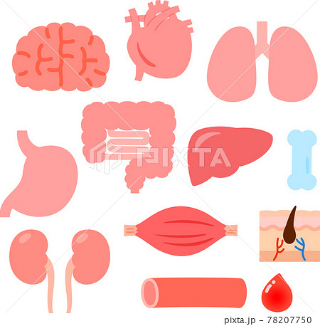 かわいい臓器、内臓のイラストセット 78207750