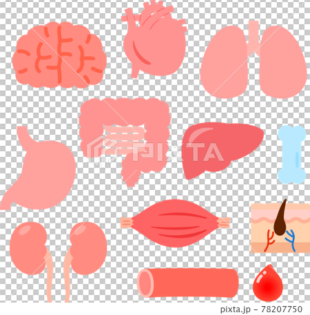 例證套逗人喜愛的器官和內臟 78207750