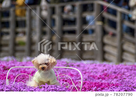 富田さとにわ耕園 芝桜とトイプードル 富田さとにわ耕園 芝桜とトイプードル 78207790