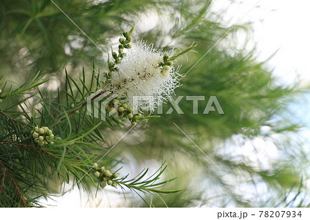 アロマの精油のティートリーの白い花 78207934