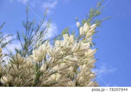 アロマの精油のティートリーの白い花 78207944