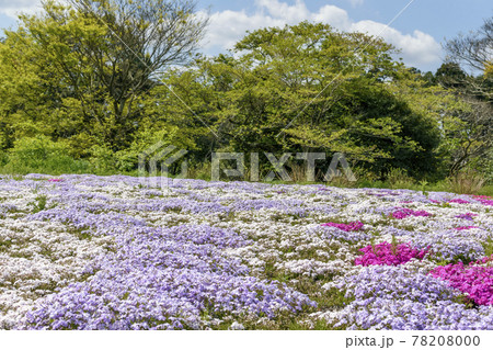 富田さとにわ耕園 芝桜 富田さとにわ耕園 芝桜 78208000