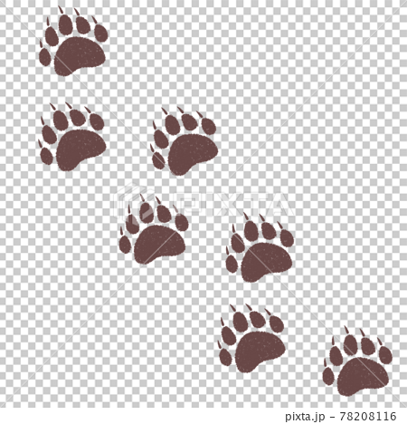 Bear S Continuous Footprint Stock Illustration