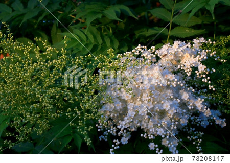 ホザキナナカマド 78208147