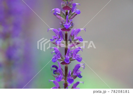 サルビア・ネモローサ　カラドンナ 78208181