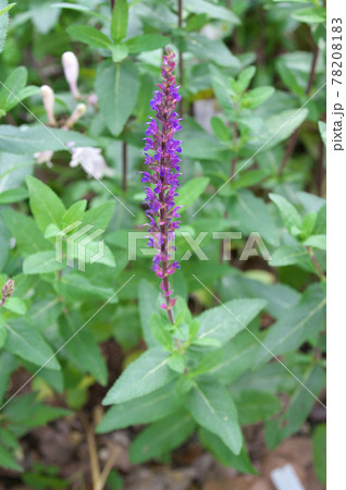 サルビア・ネモローサ カラドンナ サルビア・ネモローサ カラドンナ 78208183