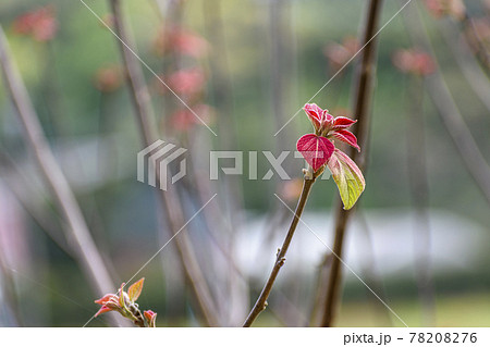アカメガシワの新葉 アカメガシワの新葉 78208276