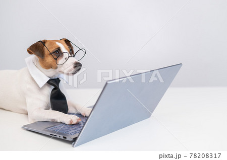 Smart dog jack russell terrier in a tie and glasses sits at a laptop on a white background. 78208317