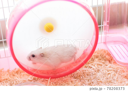回し車で走るジャンガリアンハムスター 回し車で走るジャンガリアンハムスター 78208373