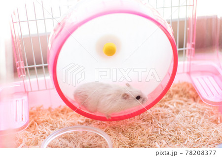 回し車で走るジャンガリアンハムスター 回し車で走るジャンガリアンハムスター 78208377