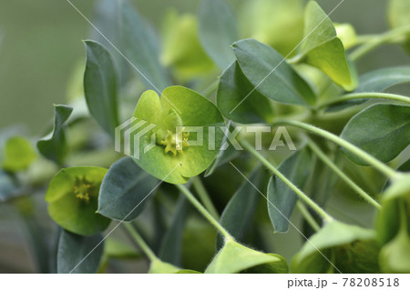 Wulfens spurge 78208518