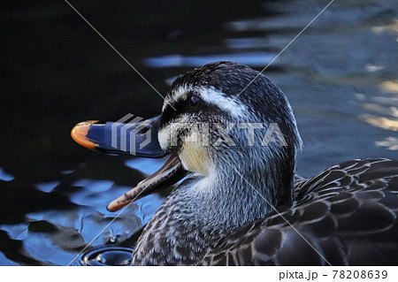 公園の池でクチバシを大きく開けて鳴き声をあげるカルガモの横顔のアップ 78208639