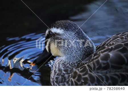 公園の池で水を飲むカルガモの横顔のアップ 公園の池で水を飲むカルガモの横顔のアップ 78208640