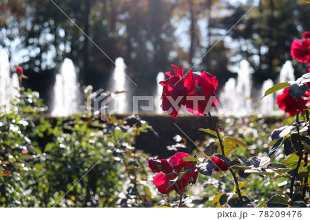 薔薇 ローズ バラ ガーデン 赤い 噴水鮮やか 美しい 綺麗 薔薇 ローズ バラ ガーデン 赤い 噴水鮮やか 美しい 綺麗 78209476