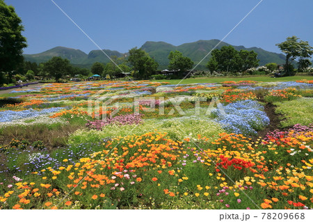 春彩の畑とくじゅう連山 春彩の畑とくじゅう連山 78209668