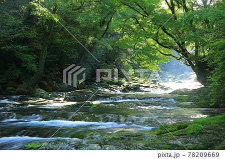 初夏の菊池渓谷 78209669