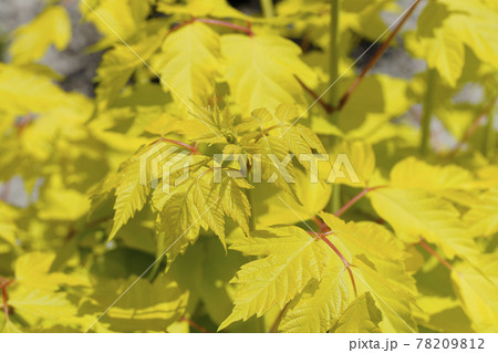 美しいライムイエローのネグンドカエデ 78209812