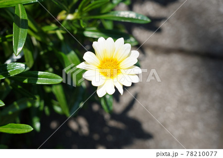 ヒナギク ヒナギク 78210077