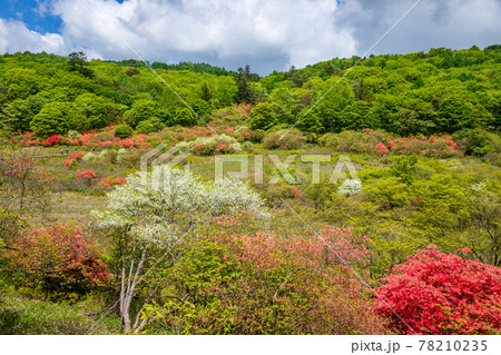 井戸湿原の山つつじ 78210235