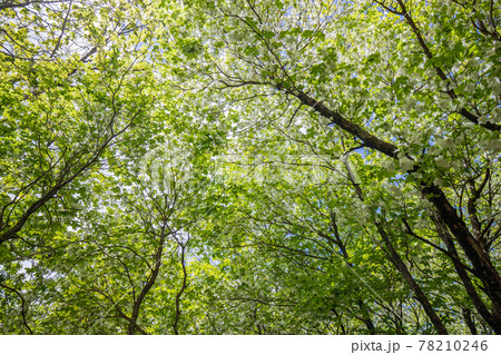井戸湿原の山つつじ 78210246
