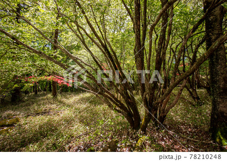 井戸湿原の山つつじ 78210248