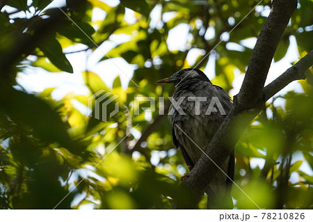 ムクドリ 78210826