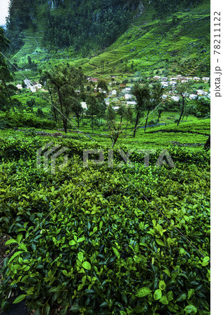 Fresh green tea plantation at Sri lanka Fresh green tea plantation at Sri lanka 78211122