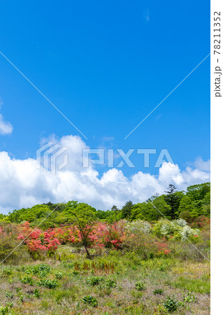 井戸湿原の山つつじ 78211352